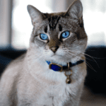 Glow Track Cat Camera Collars Make Your Cats Easy to Find