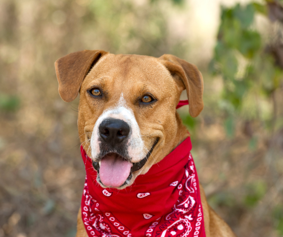Brown rescue dog with bandana