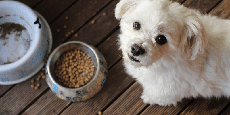 Jiminy’s Provides Sustainable Dog Food and Treats to Improve Dog Diet