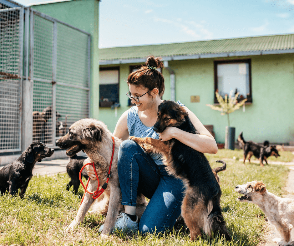 Volunteer with dogs at animal shelter