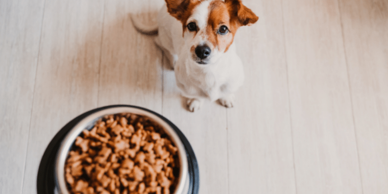 Breck & Bailey Customizes and Delivers Healthy Dog Food to your doorstep