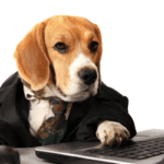 Connected Canine helps companies establish and manage offices that treat dogs as a friend