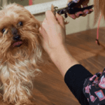 KlipTrio Clippers for Dog Nails Help Pet Groomers Keep Dogs Groomed