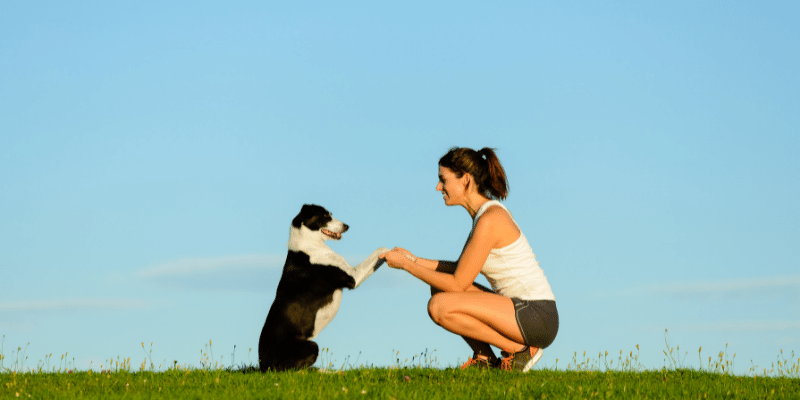 Truly Force Free Animal Training changes dog behaviors by changing pet parents' behaviors
