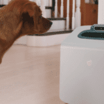 Companion AI tech helps train your dog