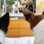 dogtv offers scientifically designed streaming service for dogs