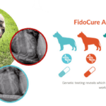 fidocure precision medicine for dogs with cancer