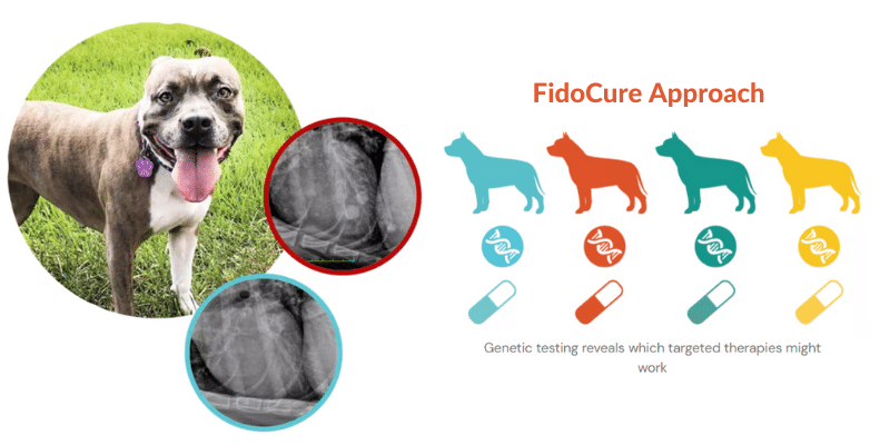 fidocure precision medicine for dogs with cancer