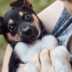 finderpets marketplace mobile app connects pet parents to breeders