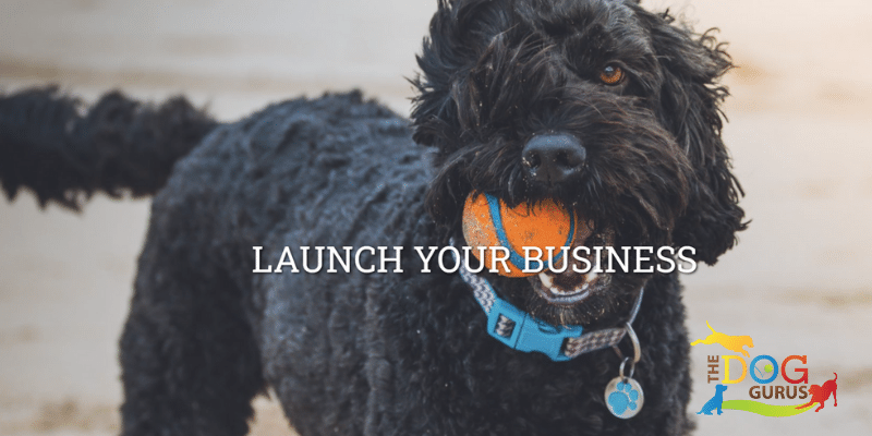 the dog gurus business consulting service helps launch and grow pet care businesses
