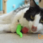 dezi and roo enrichment toys bring ourdoor fun to indoor cats
