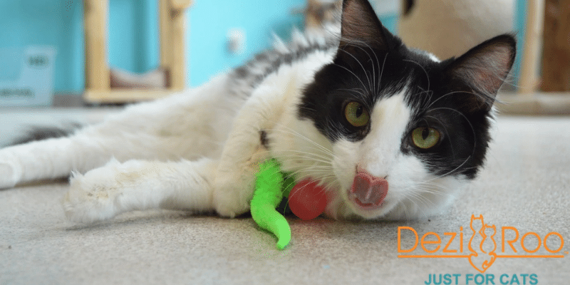 dezi and roo enrichment toys bring ourdoor fun to indoor cats