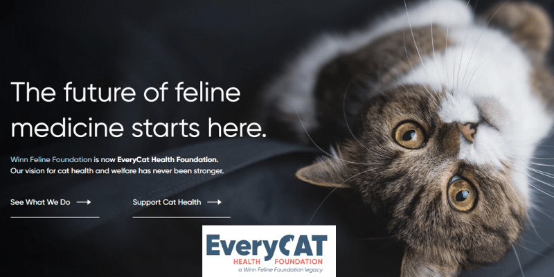 everycat health foundation awards feline research grants to advance feline health