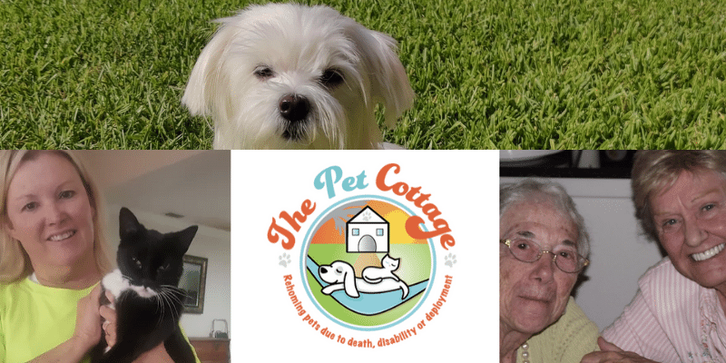 the pet cottage provides lifelong guardianship for pets who lost their humans