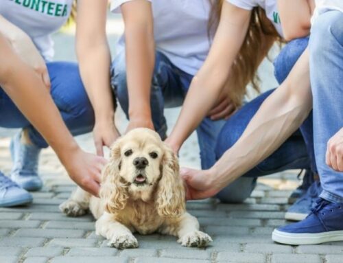 4 Simple Ways to Become an Animal Rescue Volunteer | Doobert.com