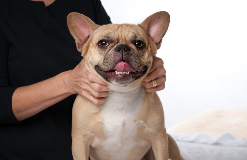 Giving Fur Clients A Needed Canine Massage Therapy │Blanca Rodriguez (Certified Canine Massage Therapist)
