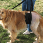 Exceptional Dog Support Made For Comfort and Safety │ GingerLead