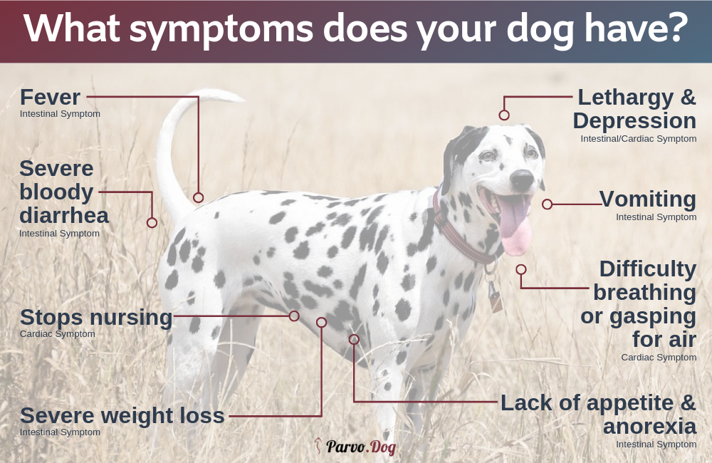 What are signs of parvo in older hot sale dogs