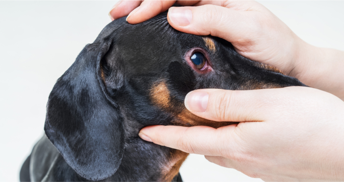 What is parvo 2024 disease in dogs