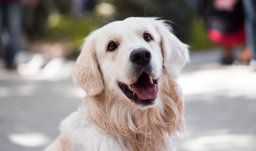 Can A Pet Live A Normal Life After Parvo Dog Illness?