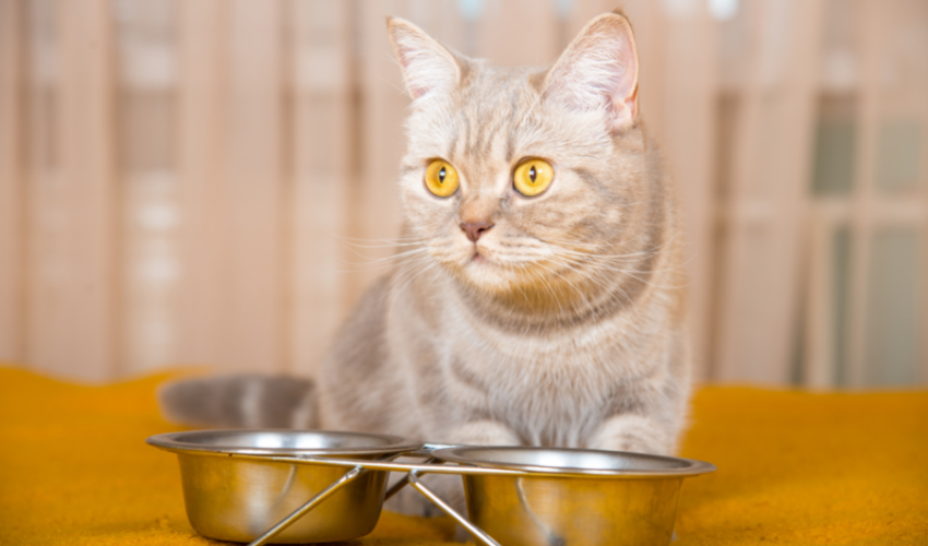 10 Healthy Human Foods That Are Safe For Cats