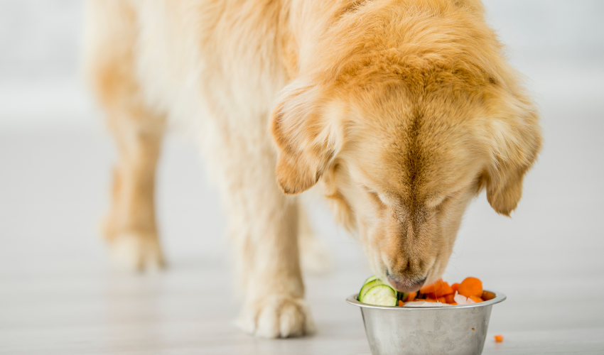 Here's What To Feed A Dog With An Upset Stomach