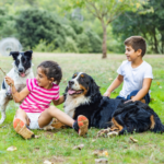 Placing Trust On A Reliable Canine Liability Insurance │ Dog Bite Quote