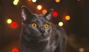 Firework Safety For our Furbabies