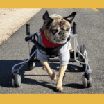 Helping Disabled Canines By Giving Them The Best Custom Wheelchair │ Eddie's Wheel