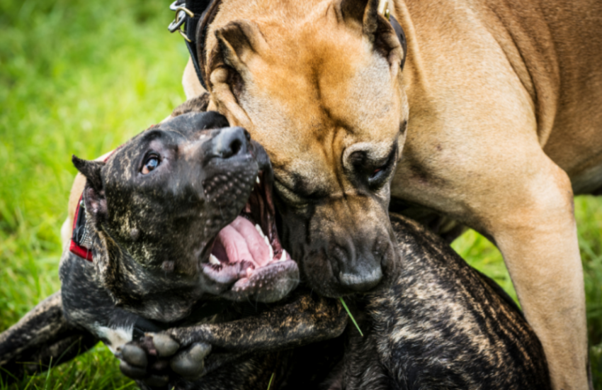 Can Parvo Make A Dog Aggressive?