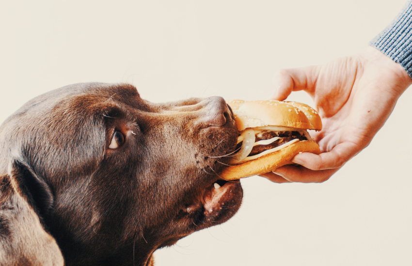 7 Foods Not Allowed For Dog With Diabetes