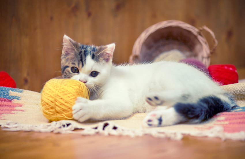 Applying The Principles Of Natural Holistic Health For Cats │ Purrrfectly Holistic