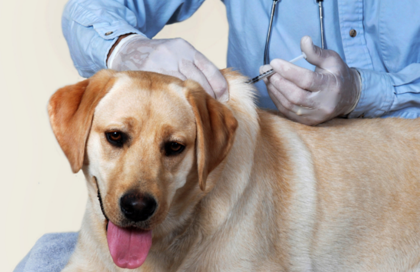 Can A Dog Still Get Distemper If Vaccinated? Find Out!