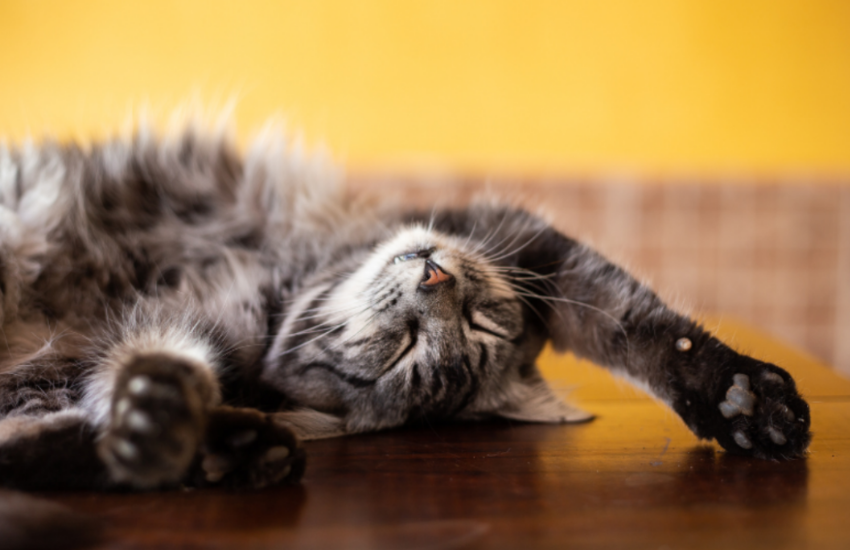 Is It Expensive To Have A Cat With FIV? Find Out!