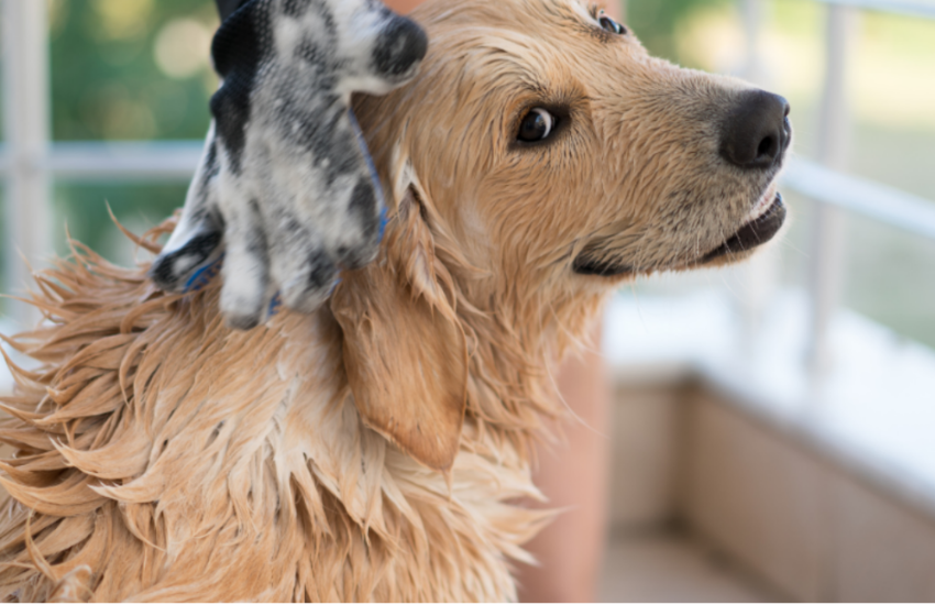 Buddy Bath Concerns: Can I Shower My Dog With Parvo?