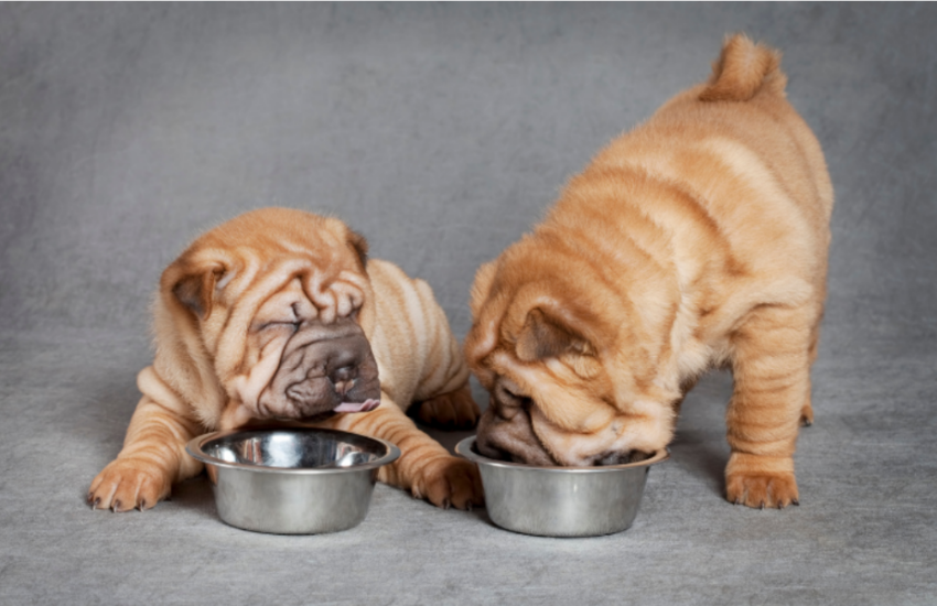 Parvo Diet Truth: What Do You Feed A Puppy With Parvo?