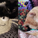Combining Passions: Crocheting And Cat Behavior │ The Crocheting Cat Behaviorist