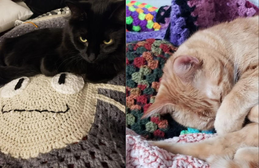 Combining Passions: Crocheting And Cat Behavior │ The Crocheting Cat Behaviorist