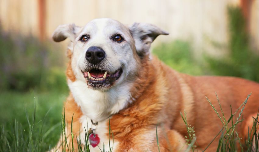 Senior Pets Will Prove that Age is Just a Number