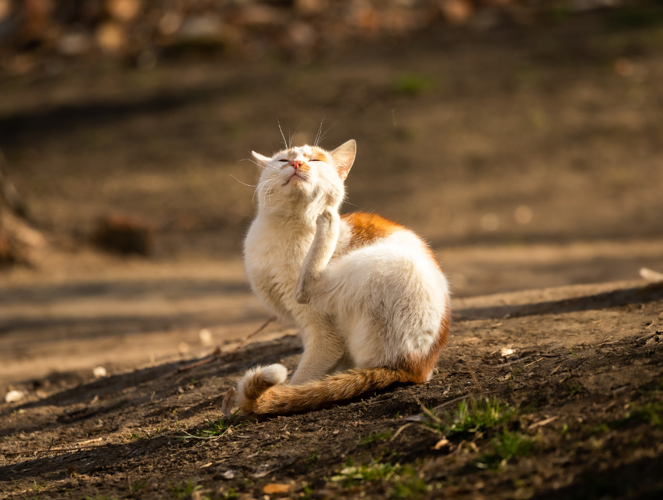 Atopic Dermatitis in Cats: Causes, Symptoms, & Treatment