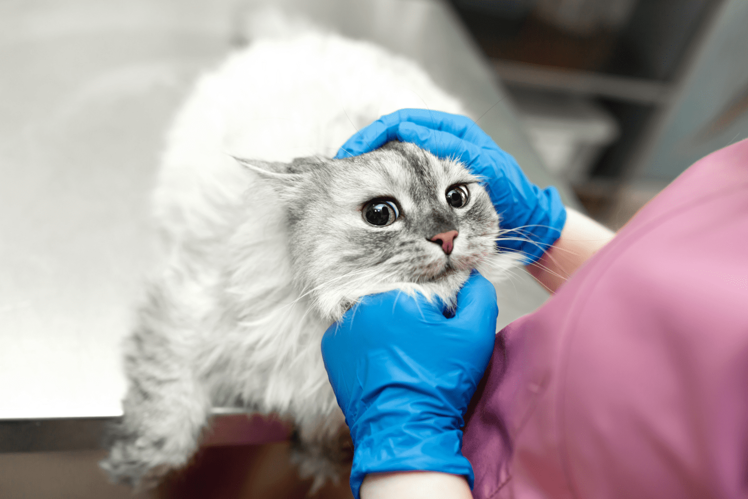 Cat Coughing with Tongue Out Causes and Solutions Doobert