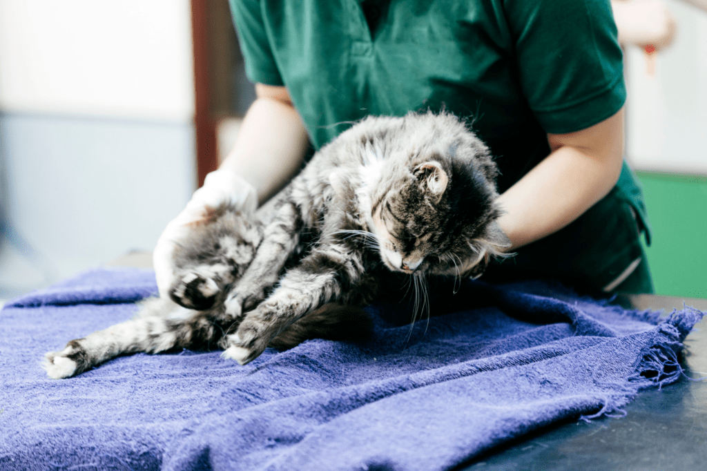 Cat Pancreatitis Causes, Symptoms & Treatment Doobert