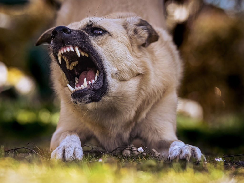 Does Distemper Cause Aggression in Dogs