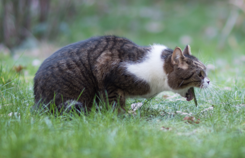 Cat eats grass and hotsell throws up