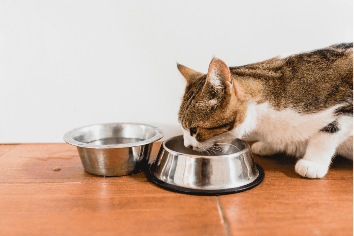 Why Is There Blood in My Cat's Poop? Causes and Solutions