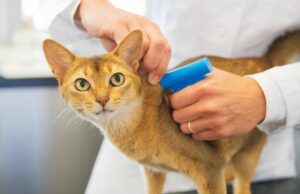 The Importance of Microchipping Your Beloved Pet