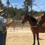More Than Providing Homes For Healthy Dogs And Collaborative Horsemanship | Living Free