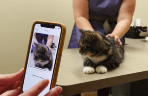 vTably from Sylvester.ai: An App that Uses AI for Feline Pain Assessment