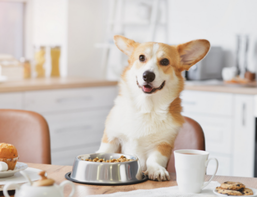 Pet Homemade Food For Every Canine And Feline | Holistic Vet Blend