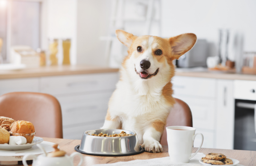 Pet Homemade Food For Every Canine And Feline | Holistic Vet Med